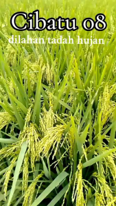 BENIH BIBIT PADI CIBATU 08 SUPER UNGGUL kemasan 1KG