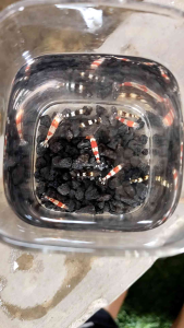 Udang hias black bee shrimp harga per 51020 ekor - udang hias - hiasan aquarium