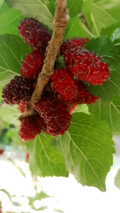 กิ่งพันธุ์​หม่อนแม่ช่อ หม่อนสตอเบอรี่​ หม่อนเชียงใหม่ 80 หม่อนดำออสซรี่ ตัดสดชุบน้ำยาเร่งรากให้ 1ชุด 10 ท่อน สำหรับนำไปปักชำเอง