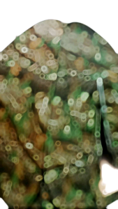 เต็นท์ 2 ประตู เต็นท์ตั้งแคมป์ 2x2 เมตร กางได้ 2 วินาที สำหรับการโยน เพื่อกางด้วยตัวมัน 1 รายการ