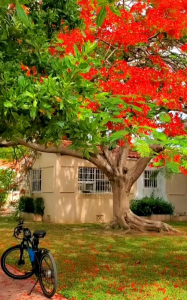 10 BUTIR BIJI/BENIH POHON BUNGA FLAMBOYAN MERAH DELONIX REGIA