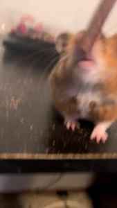 Stick Kayu Apel Mainan Gigitan Hamster 1PCS