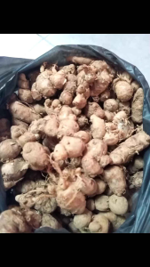 kencur rempah rempah pilihan bumbu masak 500 gram