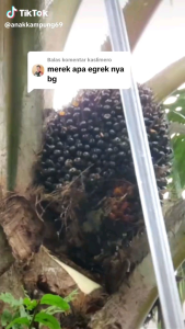 [100%ORI] Pisau Sabit Sawit CAP SBL G222 PRO/TAJI SET/FULL SET