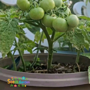 10 BUTIR BIJI/BENIH TANAMAN TOMAT RED ROBIN