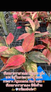 ต้นขันหมากราชา อโกลนิม่าใบสวย ไม้มงคลหายาก