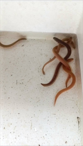 sidat hias warna kuning cerah ungu dan hijau (Anguilla Bicolor)