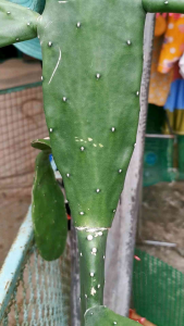 พร้อมส่ง🌈ใบเสมาตัดสด แคดตัส กระบองเพชร