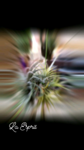 空气凤梨AIR PLANT REAL LIFE AIRPLANT IONANTHA