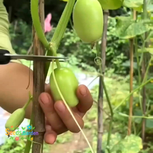 10 BUTIR BIJI/BENIH TANAMAN TIMUN JADE GIRL