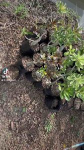 1 ต้นมี 3 สี #ชวนชมดอกซ้อน ต่อสีแล้ว ต้นอวบ สูง มีทั้งด่างและไม่ด่าง