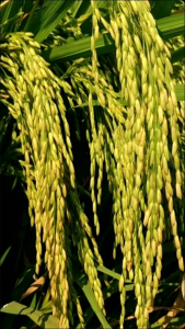 Benih Padi Unggul INPAGO 13 kualitas super kemasan 5 kg