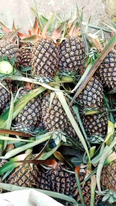 nanas muda pelancar haid ORIGINAL 100% petik kebun langsung