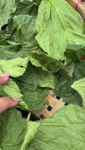 Mulberry Whole Dried Leaves ( 24-26 grms