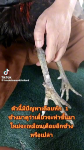 Black Diamond Spur making set