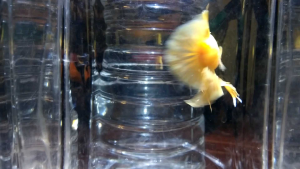 yellow solid betta fish
