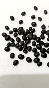 Benih Kedelai Hitam: Isi 100 Butir & 1 Kg