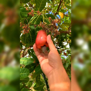 2 BIJI BENIH JAMBU METE/JAMBU MONYET (REPACK)