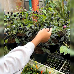 5 BIJI BENIH CABE HIAS BLACK PEARL (BISA KOMSUMSI)