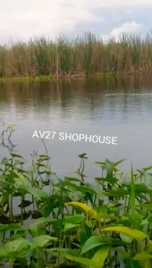 Essen Cina & Umpan Lumut Ikan: Tips dan Trik