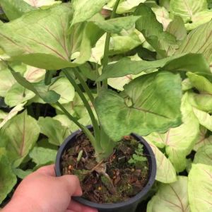 ต้นออมเงินใบกลม (Syngonium Podophyllum )ต้นไม้มงคลฟอกอากาศ เลี้ยงร่มรำไรแก้ภูมิแพ้ ฟอร์มสวย ส่งพร้อมกระถาง