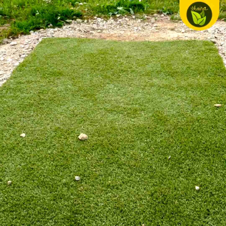 Bermuda Grass Seeds 100 Grass Outdoor Garden Green Plant Lazada Ph 0783