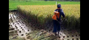 MESIN POTONG RUMPUT DAN POTONG PADI 2 TAK MULTIFUNGSI
