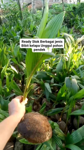 BIBIT TANAMAN KELAPA ALBINO🌱 Yang Sangat Langka Kelapa ini Mampuh Bisa Berbuah Pendek Bisa Ditanam Dalam Pot Besar Utamakan Kena Matahari.Silakan Diorder Pemesanan Bisa COD Bayar Dittempat