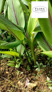 Paket Murah - 5 Pohon bibit tanaman obat herbal temu putih / kunyit putih siap tanam