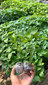 ( banyak pilihan ) bibit polybag cabe rawit ori 212 siap tanam mudah untuk tumbuh