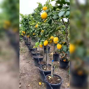 5 BUTIR BIJI BENIH TANAMAN JERUK LEMON CALIFORNIA