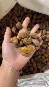 Quả kha tử khô - túi zip 250gr - thảo dược tự nhiên giảm ho rát họng khan tiếng