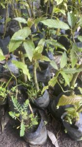 ต้นกระท่อมพันธุ์ก้านแดง (พันธุ์ดั้งเดิมโบราน)