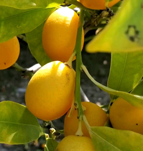 5 BUTIR BIJI/BENIH JERUK LEMON CALIFORNIA