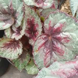 Tanaman Hias Bunga Begonia Keong: Bunga Begonia Cantik
