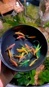 [4pcs] 蝶翼長尾螢光斑馬魚随机颜色 Longfin Danio rerio Zebra fish mix color Live Fish aquarium