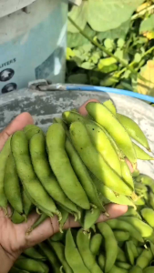 Kacang EDAMAME kacang kedelai jumbo langsung dari petani
