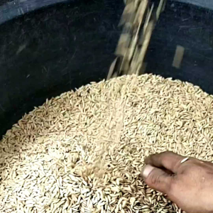 BENIH PADI IMPARI 32 SUPER JUMBO UNGGUL BERKUALITAS 5KG