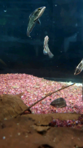 Samurai Gourami/Vaillanti Chocolate Gourami/Ornamental fish/Freshwater/Readystock