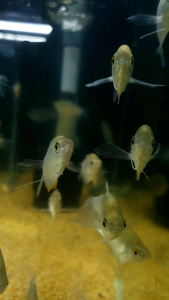 Moonlight Silver Gourami/Ornamental fish/Freshwater/Readystock