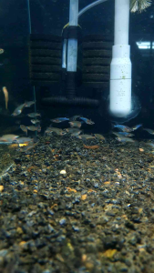 Daisys Blue Ricefish/Ornamental fish/Freshwater/Readystock