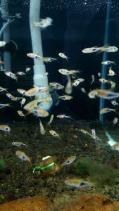 Harlequin Rasbora/Ornamental fish/Freshwater/Readystock