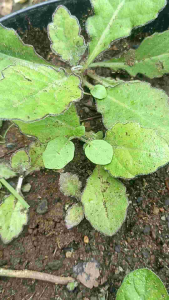 Daun Dewa Segar Organik 50gram Obat Herbal Alami