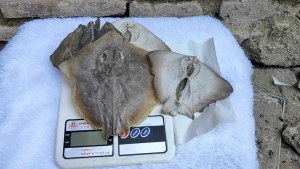 PAKET HEMAT CUMAN 10.000 IKAN ASIN PARI UTUH KEMASAN 100 GRAM