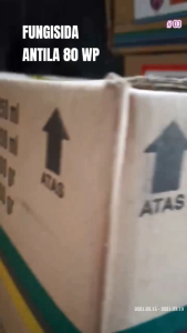FUNGISIDA ANTILA 500 GRAM MENGENDALIKAN JAMUR PADA TANAMAN CABAI