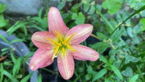 42ฒ.หัวดอกบัวดิน ชื่อ Rustic Ray หัวละ 10 บาท