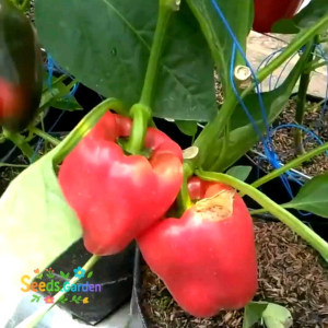 10 BUTIR BIJI/BENIH PAPRIKA WARNA MERAH F1 (RED CAPSICUM PAPRIKA)