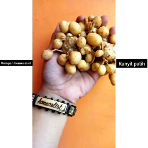 KUNYIT PUTIH SEGAR 1KG