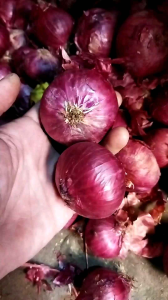 Bawang Merah Peking 1kg Bawang Merah India