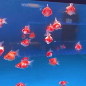 Goldfish Pearl Scale 金鱼 珠鳞